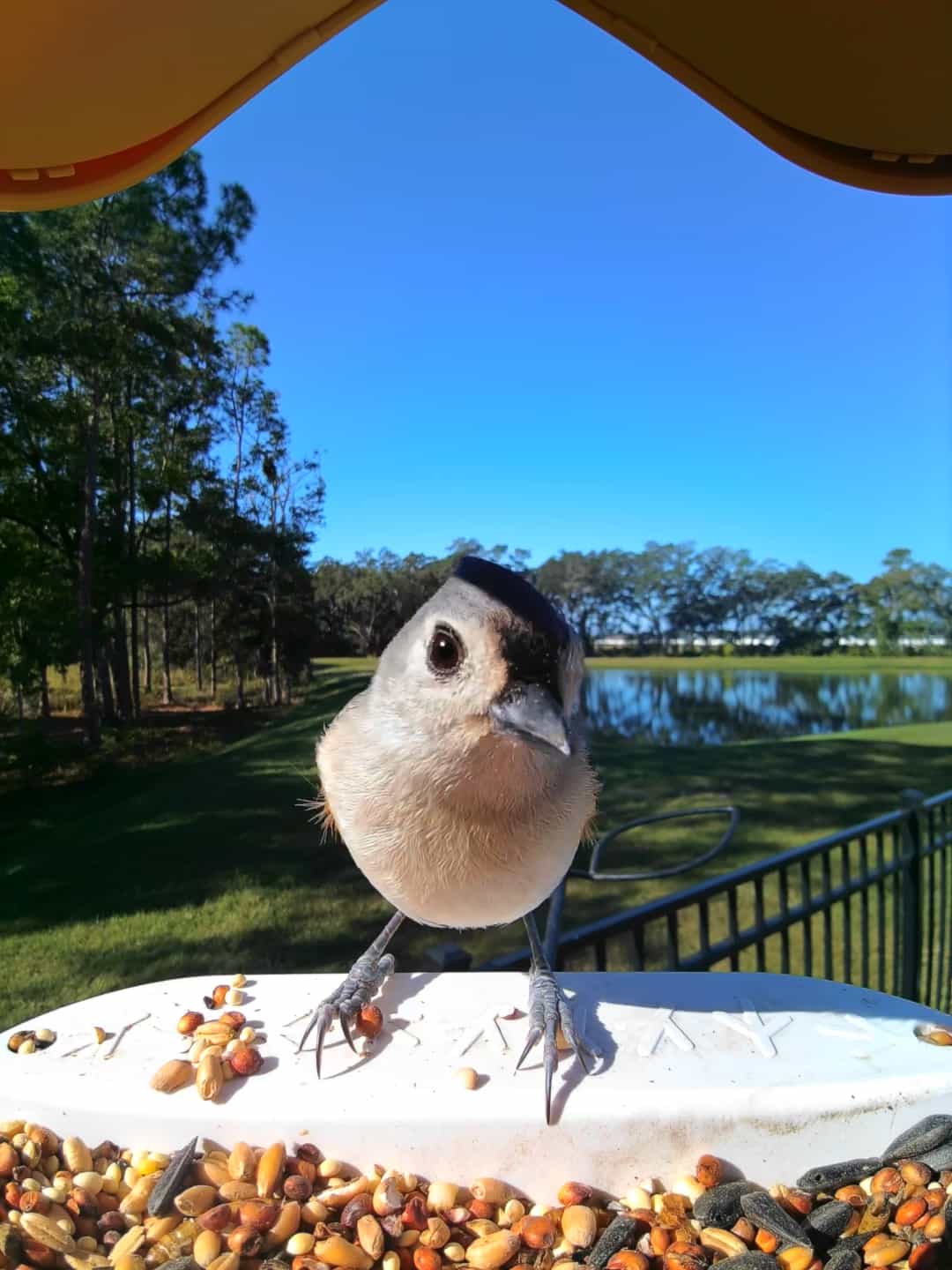 Birds in Vincennes, Indiana - Birdbuddy WIKI
